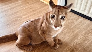 Пума Месси накричал на Сашу, нарычал на машину, нашипел на еду! Кот проснулся 