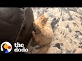 What Is Orange Cat Energy This Cat Mom Breaks It Down The Dodo