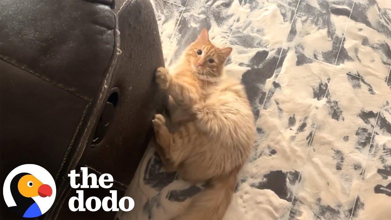 What Is Orange Cat Energy? This Cat Mom Breaks It Down | The Dodo