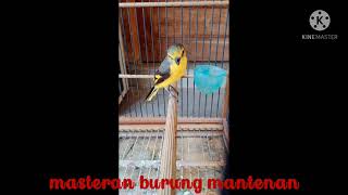 Download lagu mantenan himalaya gacor pikat mp3 Download lagu mantenan himalaya gacor pikat mp3
