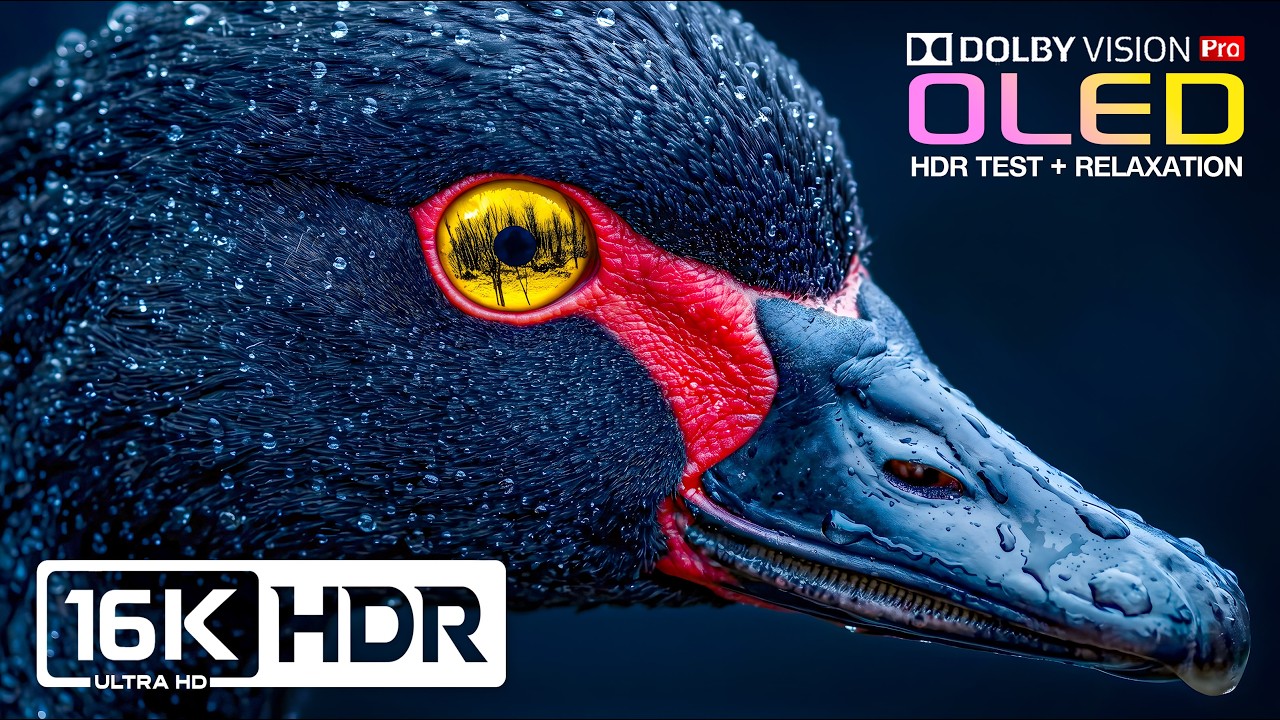 Never-Before-Seen Dolby Vision OLED HDR TEST 120fps | 16K ULTRA HD Nature Video (8K/4K Video TV)