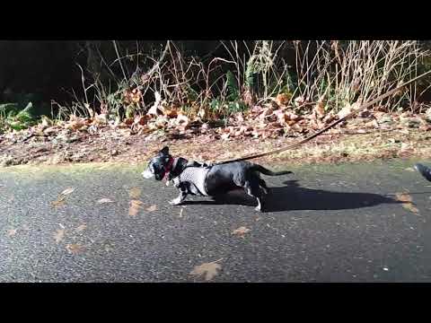 Shorty, an adopted Dachshund in Renton, WA_image-1