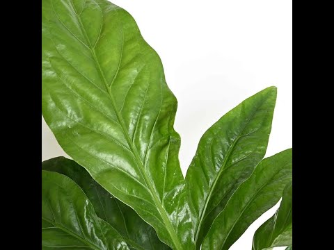 Folha Plant Shop - Anthurium Jungle Bush