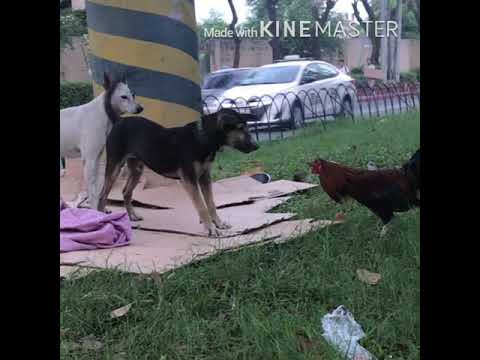 Manok na Pula VS Askal