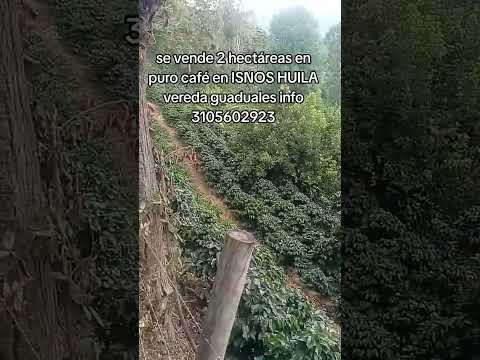vendo 2 hectareas de tierra todas en café en ISNOS HUILA información al 3105602923