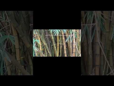 12 de janeiro de 2026 Rio Cuiabá-MT