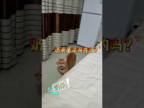 小貓：我喜不喜歡妳妳看不出來嗎？【爆笑辦事處】#貓咪 #寵物 #新手養貓#貓咪的迷惑行為#搞笑#搞笑視頻#funny#shorts