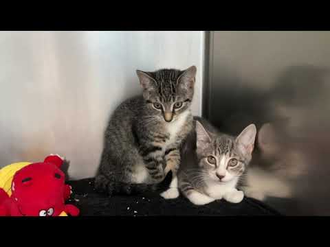 Kona & Leilani  BONDED SISTERS, an adopted Domestic Short Hair in Clifton, NJ_image-1