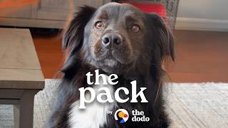 Rescue Dog Meets His Real Dad After A DNA Test | The Dodo