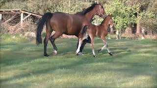 Video af Cuvèe Noblesse