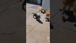 Video preview image #1 Mutt Puppy For Sale in San Diego, CA, USA