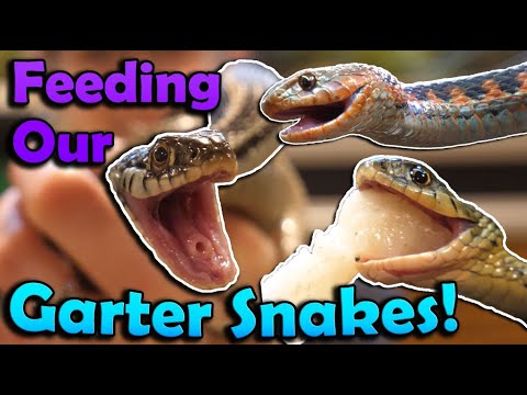Do garter snakes eat spiders?