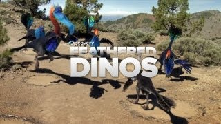 Feathered Dinosaurs: Bird Ancestors?!