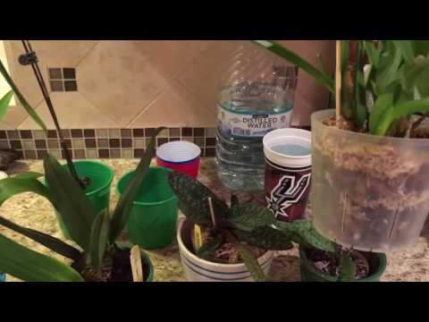 Oncidium Sharry Baby & How I Water Orchids