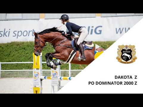 DAKOTA Z_ 5 y.o. mare_ competition