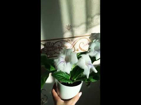 Обзор стрептокарпуса сорта VSL-Морозное утро