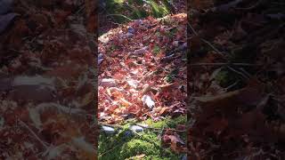 【人生で一度は走るべき、紅葉絶景ドライブ】　日塩もみじライン🍁🚗　栃木