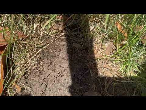 Colony of Ants Under the Bait Station in Freehold, NJ