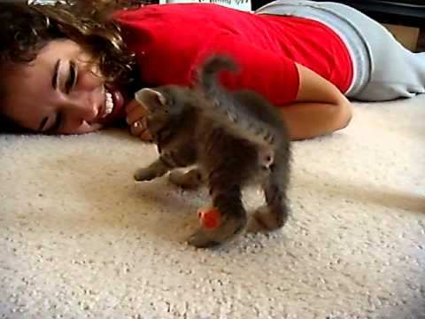 Wild kitten thinks he's a rodeo bronco