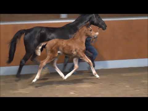 "Veilchen" Vitalis x Regazzoni Stutfohlen/filly born 19.03.18 (Rudilore-Line)