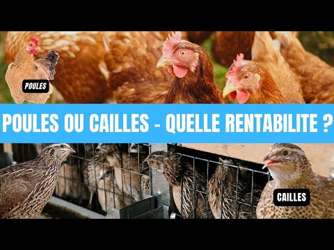 , title : '"Poulets ou Cailles pour un Élevage Rentable en 12 Points - Guide Complet" #breeding #agriculture'