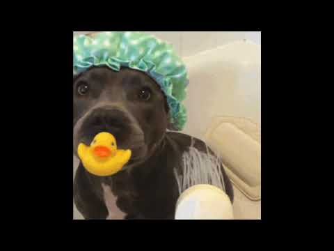 MŁODY TE - PITBULLKI(KUDŁA DISS)