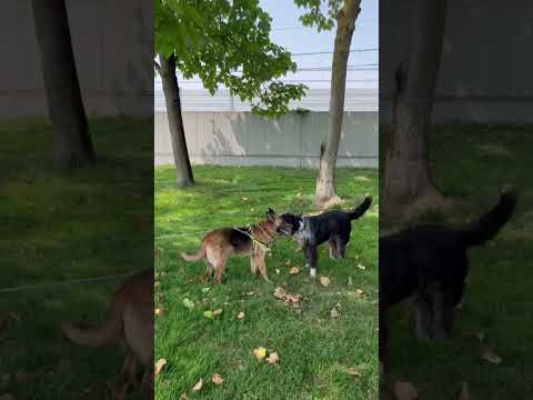 Video di BAGHERA
