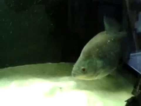 Extremely aggressive black piranha