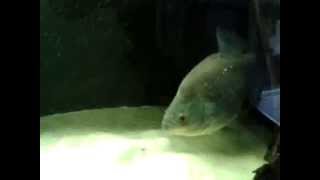 Extremely aggressive black piranha