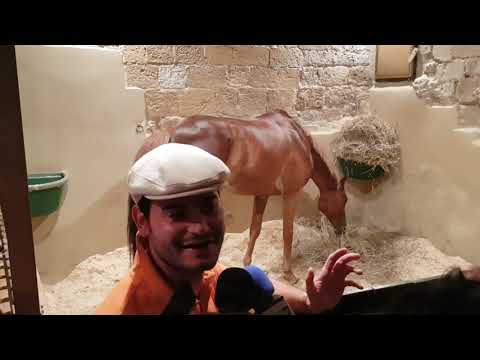 Il barbaresco dopo la vittoria della contrada della Selva del palio del 16 agosto 2019