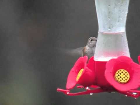 Tim Becker's Rufous Hummingbird