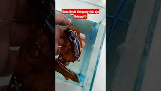 Download lagu Detik-detik Menjelang Ajal Ikan Cupang Halfmoon mp3