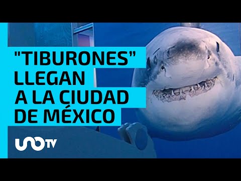 “Tiburones”, la sorprendente exposición del Museo de Historia Natural de la CDMX - UnoTV
