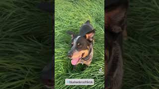 Willie the Wander Dog getting his beans out! #blueheeler #zoomies #farmdog #australiancattledog