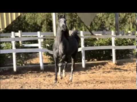 Aseel Al Asy By Tami Al Thani