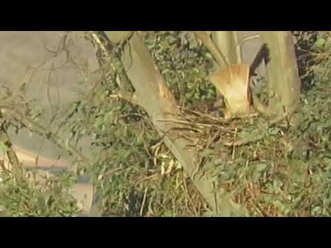 Red tailed Hawk breeding pair nest maintenance and procreation, Los Alamos Road Murrieta 92563