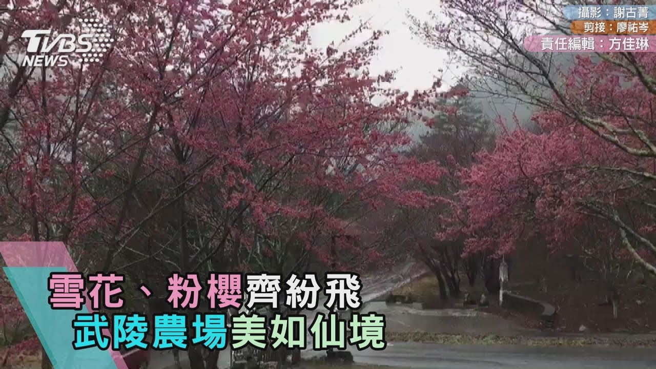 雪花、粉櫻齊紛飛 武陵農場美如仙境