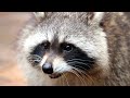 Raccoon Sounds Raccoon Noises Raccoon Sound Effect Animal Sounds