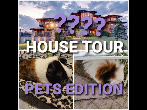 STV CRIBS 2020 HOUSE TOUR GUINEA PIG PETS EDITION WELCOME