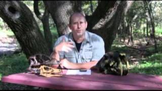 Ask DG #123 -- Brachiosaurus, Supersaurus, Deinonychus, Velociraptor and Smilodon