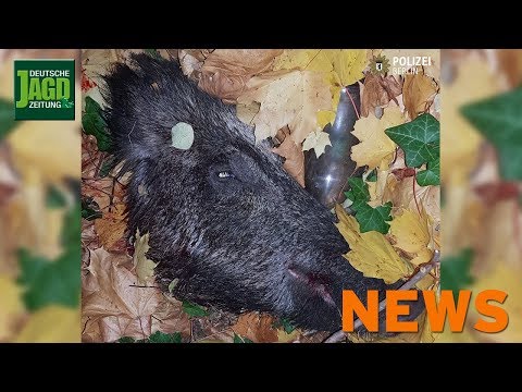 Bache erschlagen, Wildbretvermarktung, Wolfs-Anhänger im Schwarzbuch u. w. – DJZ-News 45/2018
