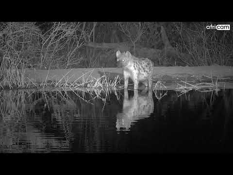 Hyenas with Scavenged Meat at Rosie's pan