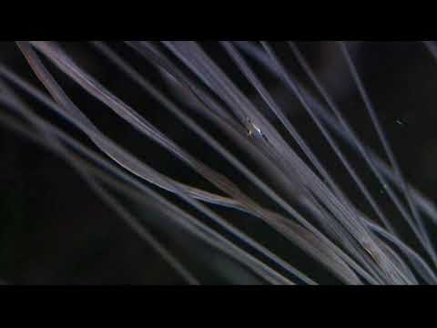 Annelids - Terrebellid, Spaghetti Worm