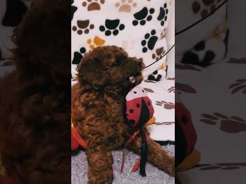 Toy Poodle puppy for sale