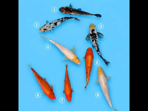 Video pregled koi ribe