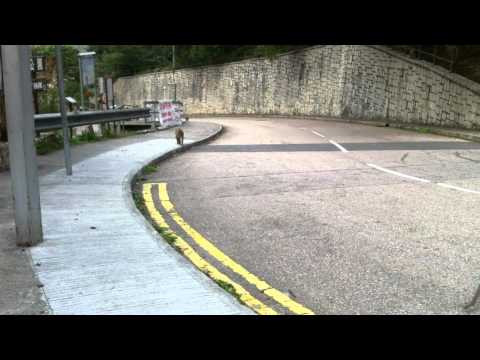 HONG KONG MONKEYS.mpg