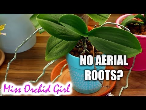 Orchid Q&A #23 - Orchids from the wild, mite solution, aerial roots & more!