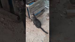 Download lagu Menyendu dulu'tapi AUTO kaget !😆 #cat mp3