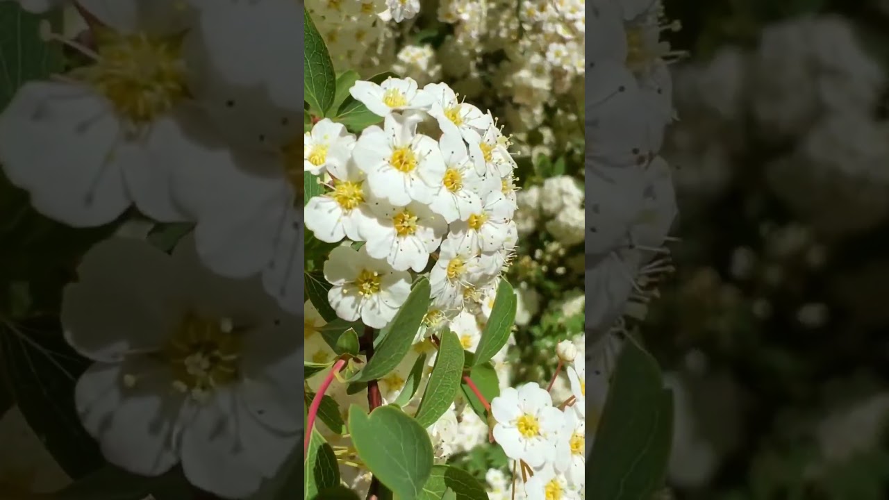 YouTube Short thumbnail