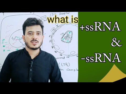 Positive sense and negative sense single stranded RNA virus|+ssrna and -ssrna differences